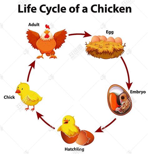 小鸡的生长变化过程图片