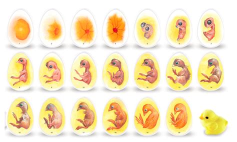 小鸡21天孵化过程图解