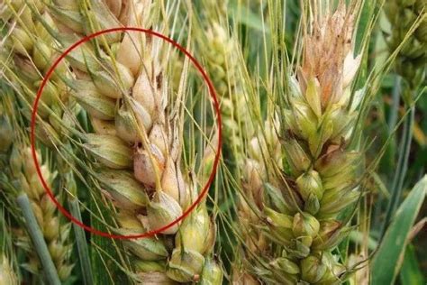 小麦发芽属于什么灾害