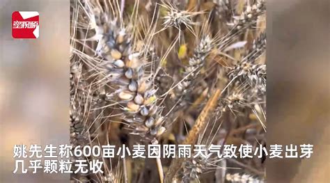 小麦因下雨发芽 600亩地颗粒无收