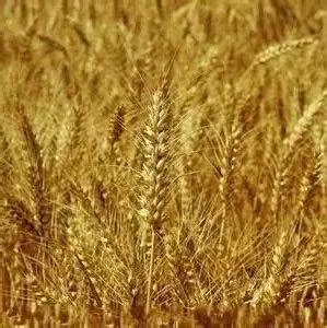 小麦干物质消耗是陈化吗