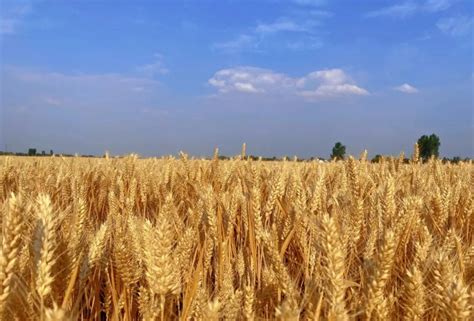 小麦的价格多少钱一斤