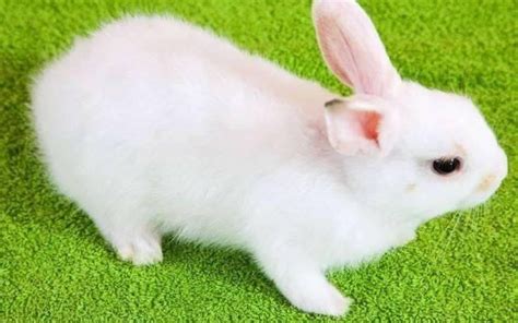 属兔能取名得得吗