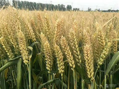 山东省最近小麦的价格
