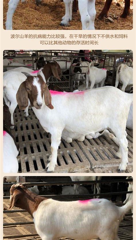 山羊30-40斤羊苗价格