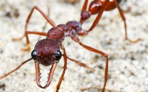 巨型蚂蚁图片