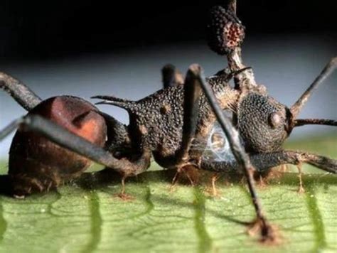 巨型蚂蚁的体型