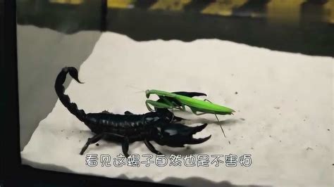 巨型螳螂vs蝎子