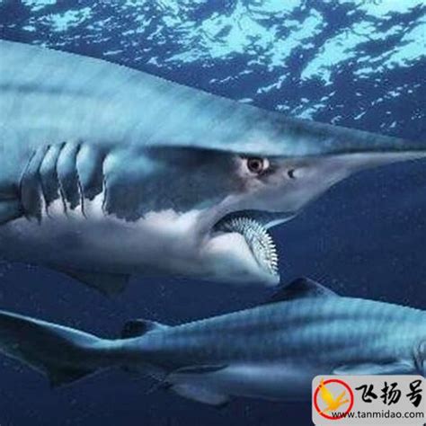 已灭绝的十大鲨鱼