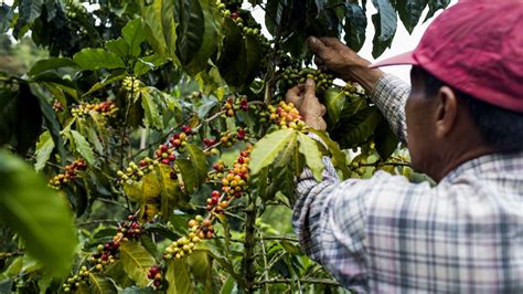巴西咖啡种植园