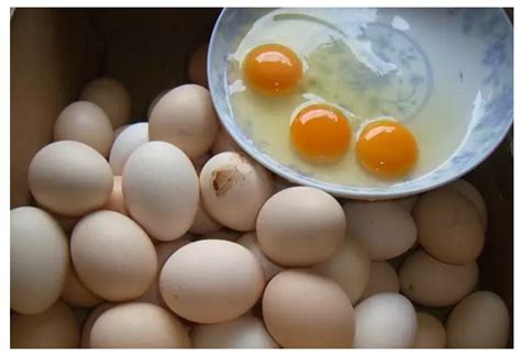 市场上的土鸡蛋是真的吗