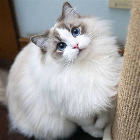 布偶猫取名叫吉祥