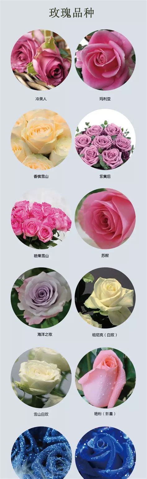 常见玫瑰品种大全图解