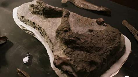 干尸与恐龙化石