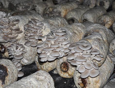平菇生料栽培的过程是什么
