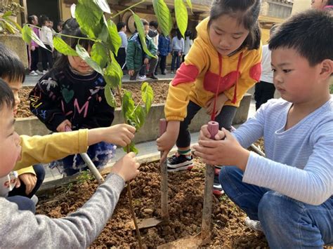 幼儿园植树节线上活动方案种盆栽