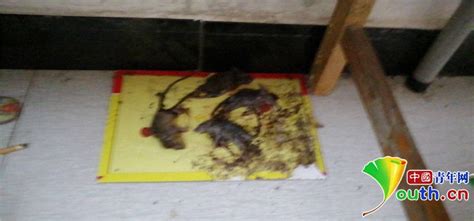 广东宿舍发现老鼠窝
