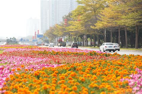 广东深圳适合种植什么花