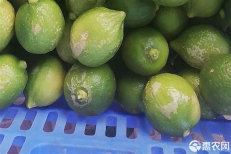 广东香水柠檬29号多少钱一斤
