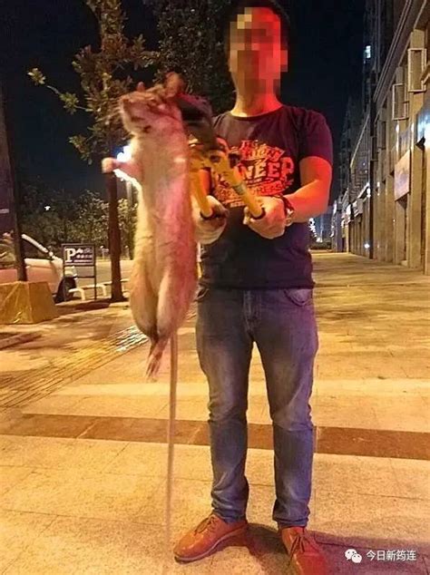 广州某地街头惊现巨型老鼠