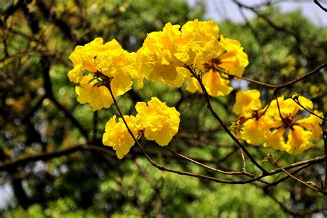 广州街头黄色花的树