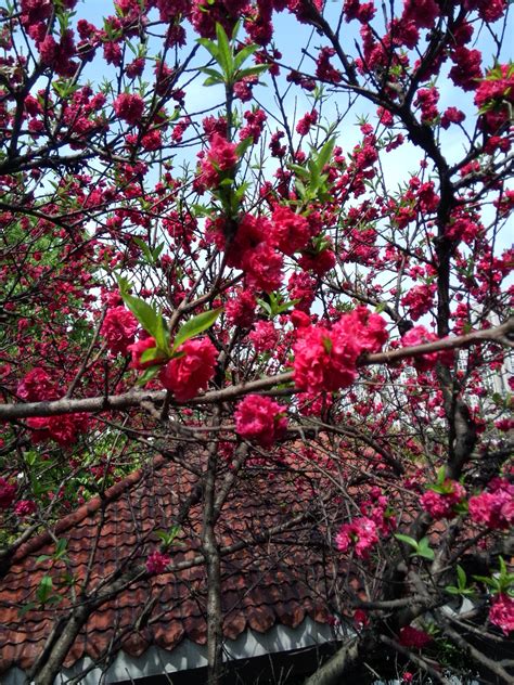 广州路边开红花的树是什么树