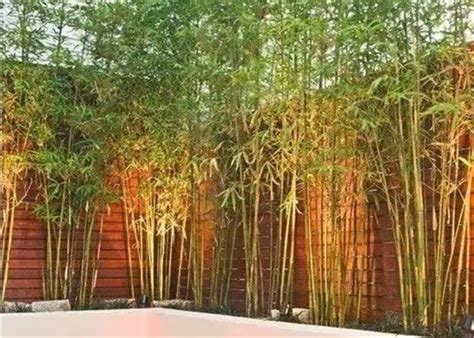 庭院可以种竹子