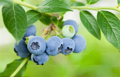 庭院能种植蓝莓吗