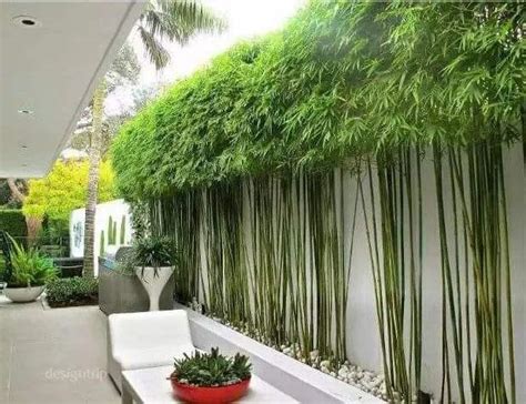 庭院适合种哪一种竹子