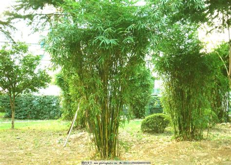 庭院适合种啥样的竹子