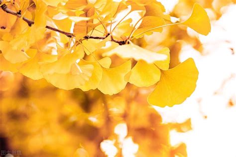 形容秋天的黄叶美景短句