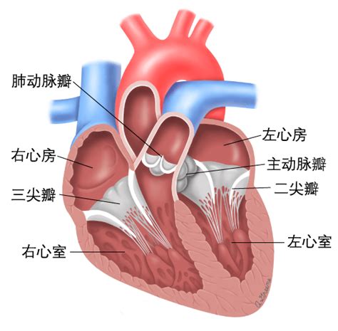 心脏反流怎么治疗最有效