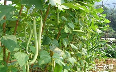 怎么种植蚕豆才能高产