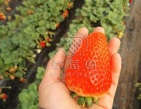 怎样种植草莓又大又甜又好吃