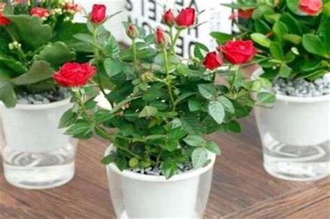 怎样种玫瑰花盆栽活得好