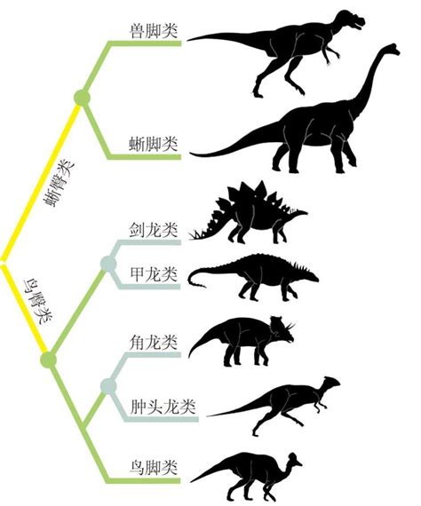 恐龙从小到大排序