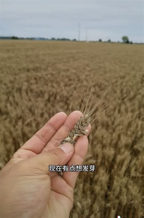 成熟小麦因接连下雨发芽
