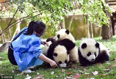 成都大熊猫基地饲养员招聘