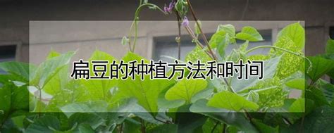扁豆栽种方法
