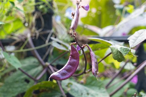 扁豆种植时间及生长温度