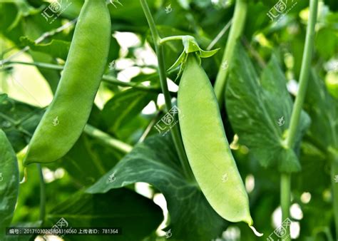 扁豆种植步骤