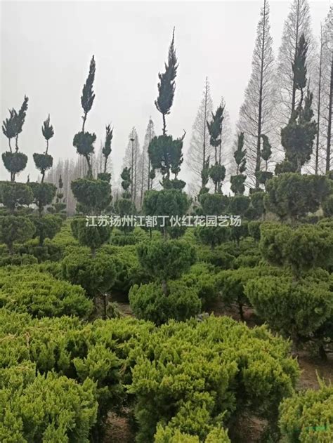 扬州绿化苗木批发基地