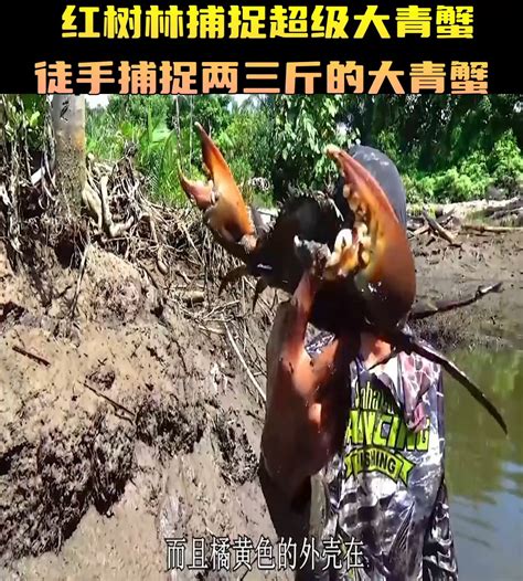 捕捉巨型大青蟹视频