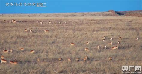 数千野生黄羊迁徙中蒙边境地区