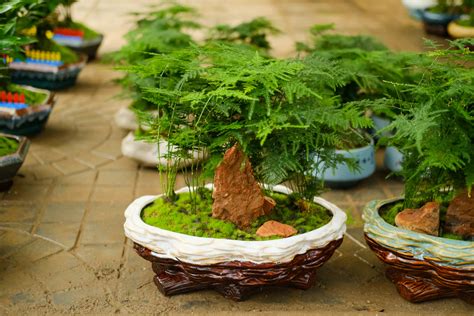 文竹最常用的栽培方法