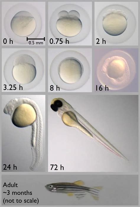 斑马鱼鱼卵孵化过程图