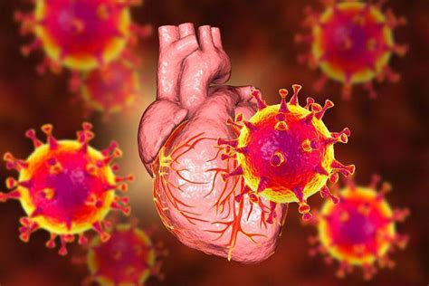 新冠病毒会对心脏造成长期损害吗