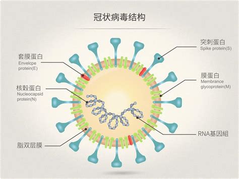 新冠病毒基因变异是真的吗