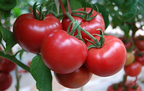 新品种西红柿