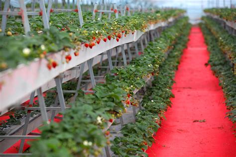 新型立体种植草莓